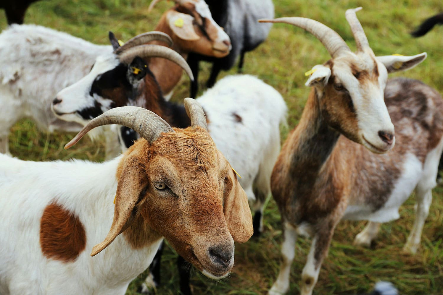 Lait animal ou végétal, lequel est le plus sain ?