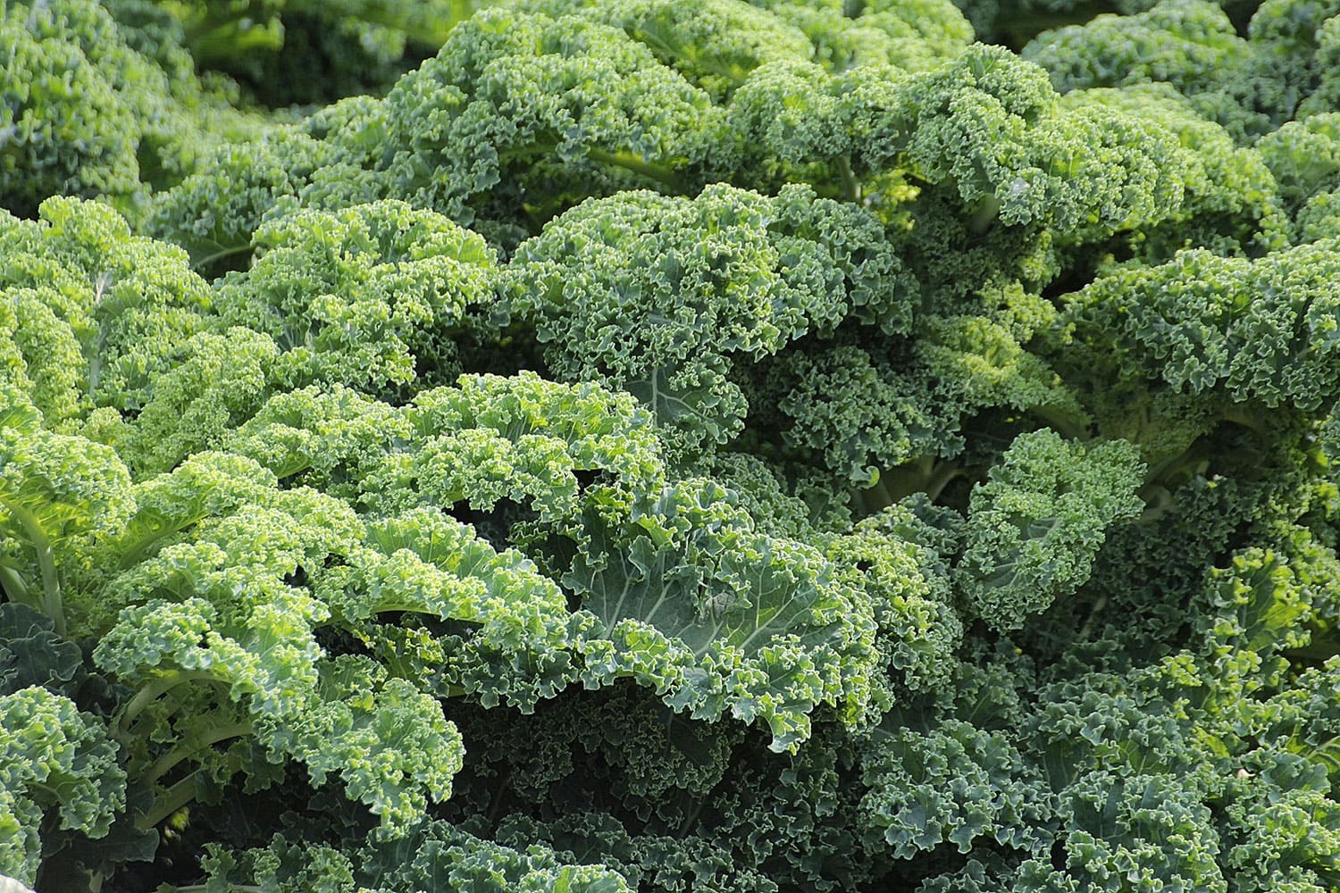 Top 10 des aliments riches en fibres pour éviter les carences