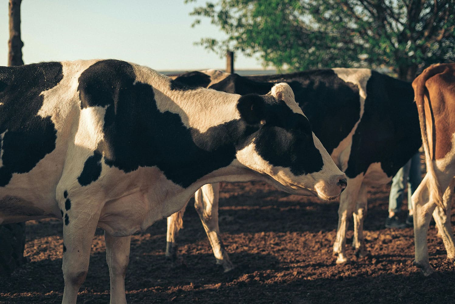 Lait animal ou végétal, lequel est le plus sain ?
