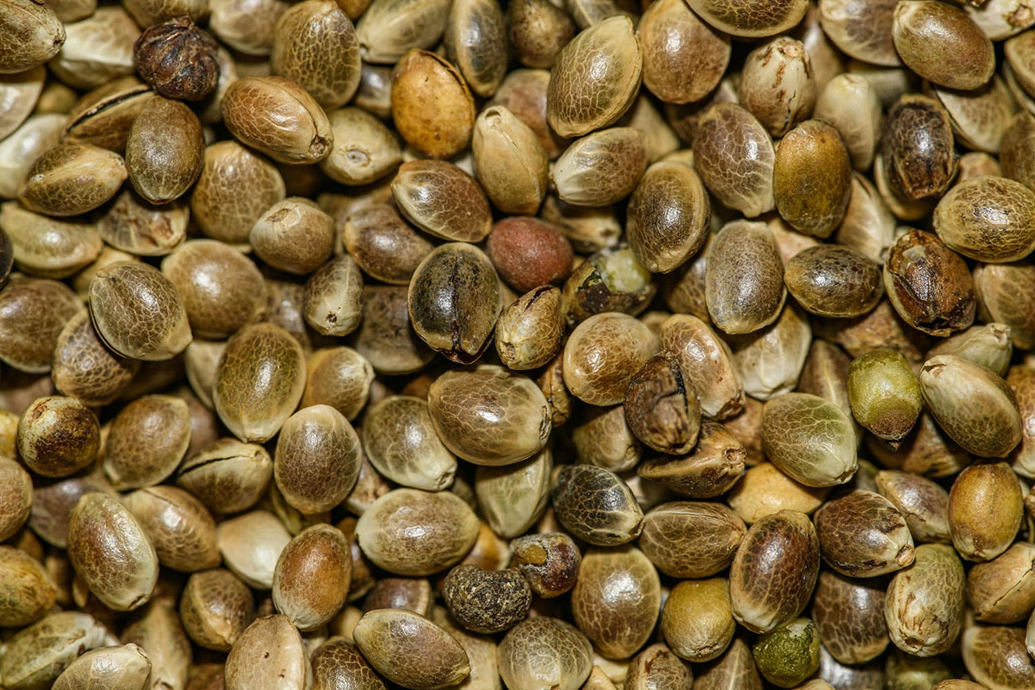 Lait animal ou végétal, lequel est le plus sain ?