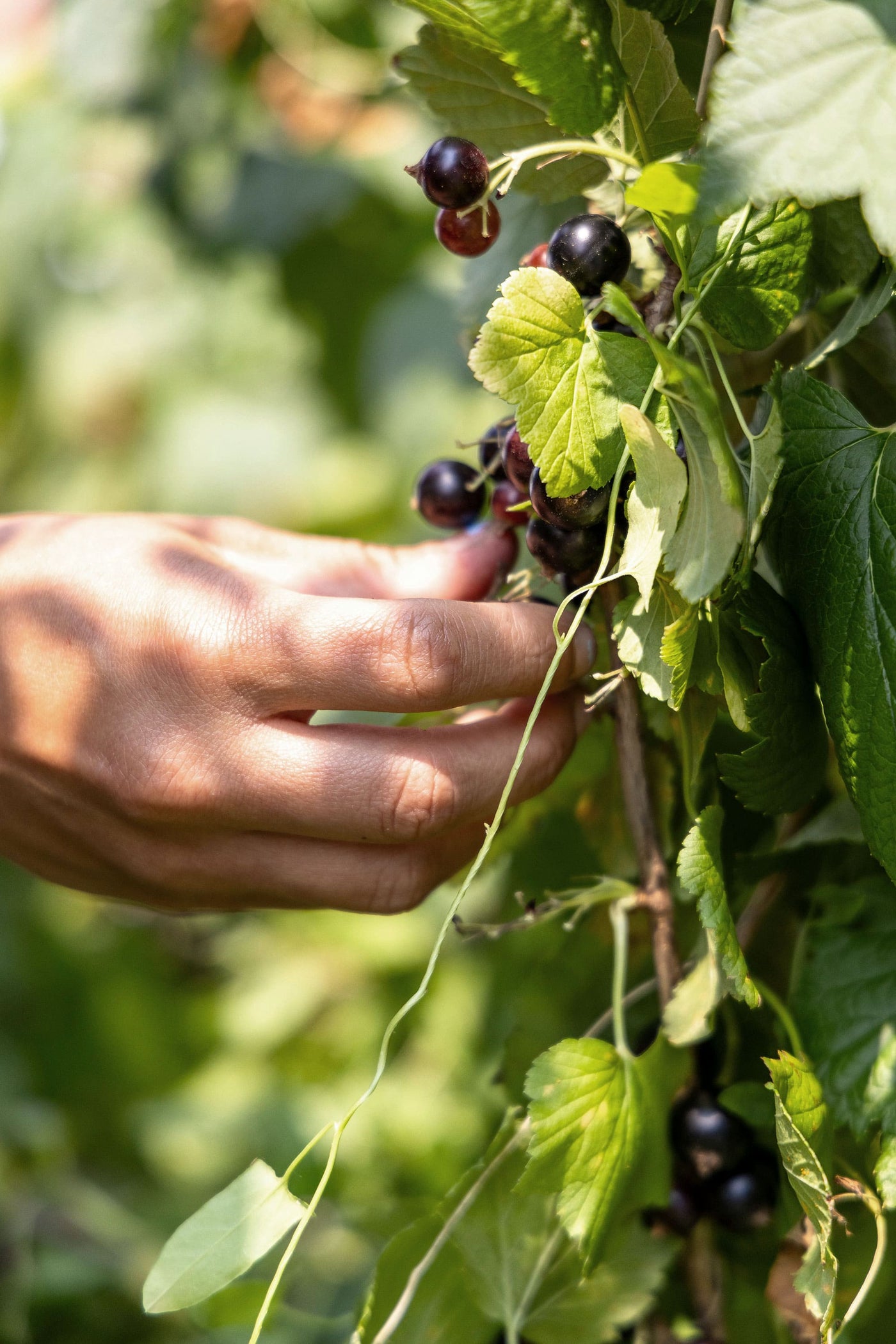 Nutriments perdus: la crise silencieuse de l'alimentation moderne