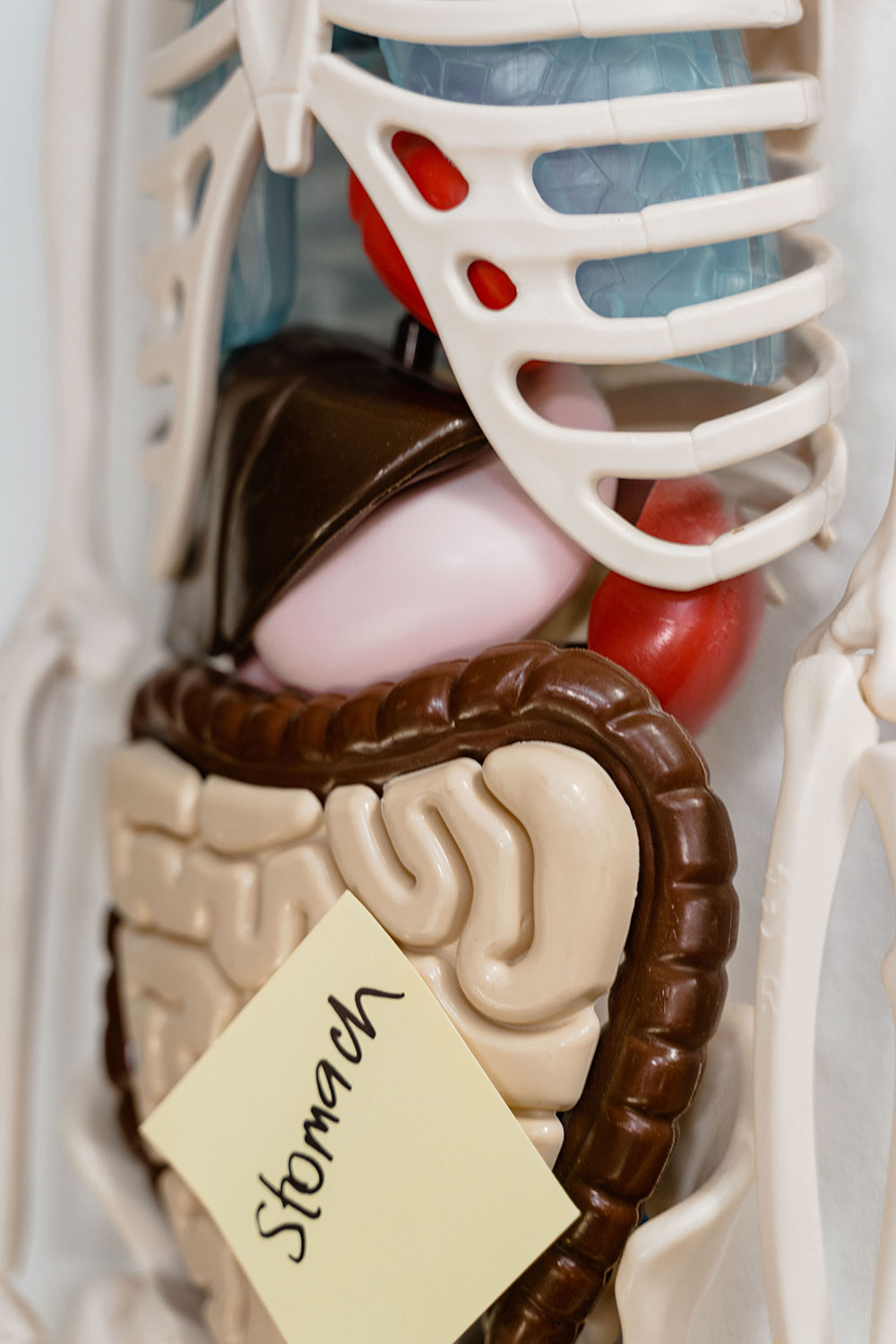 Syndrome de l'intestin irritable : quels aliments soulagent vraiment ?