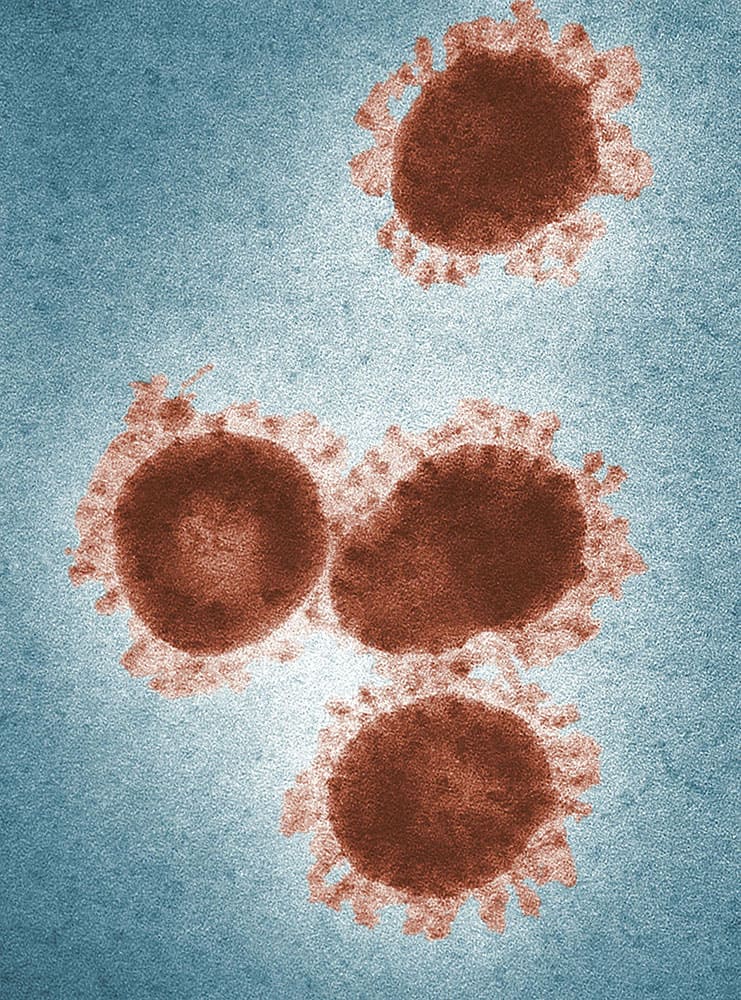 L'importance du microbiote intestinal